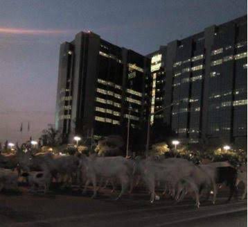 Herdsmen, cows take over CBN Headquarters in Abuja - images
