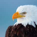 Cause of mysterious bald eagle deaths found after 25 years