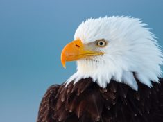 Cause of mysterious bald eagle deaths found after 25 years