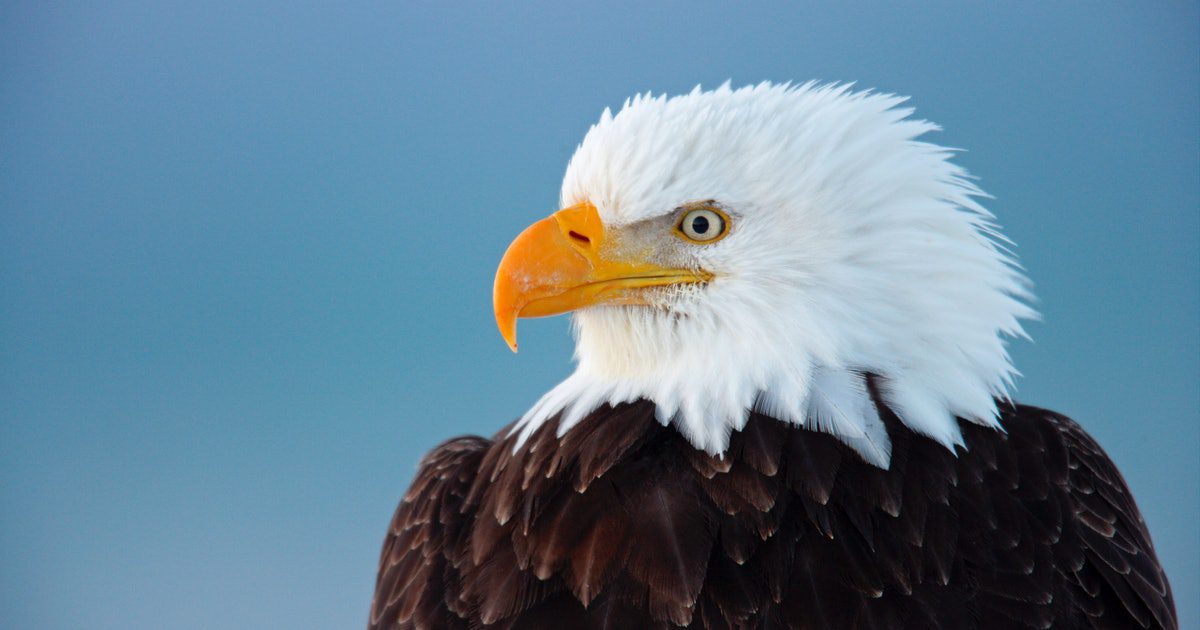Cause of mysterious bald eagle deaths found after 25 years