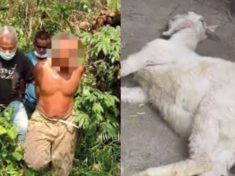 Malaysian elderly man arrested and charged for raping neighbour's goat to death