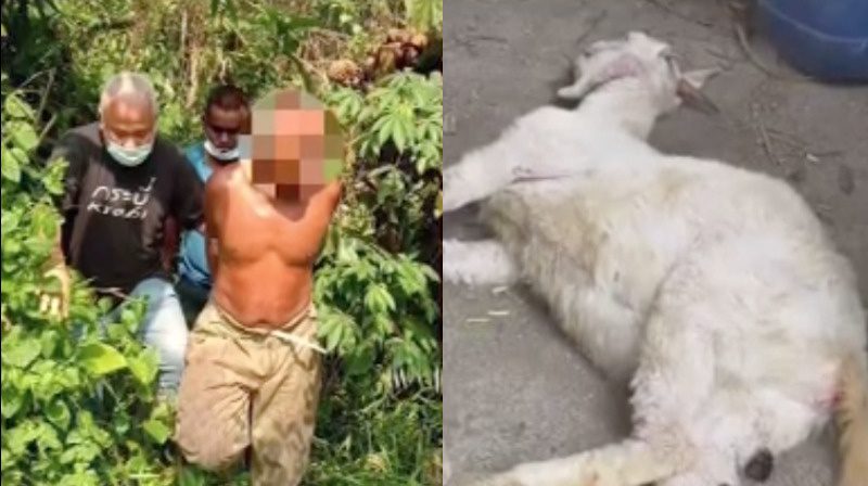 Malaysian elderly man arrested and charged for raping neighbour's goat to death