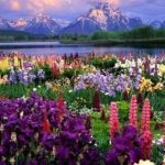 The beauty of God   Beautiful flowers show the beauty of God