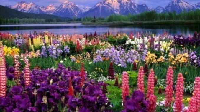 The beauty of God - Beautiful flowers show the beauty of God
