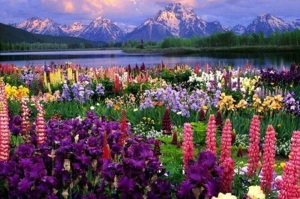 The beauty of God   Beautiful flowers show the beauty of God