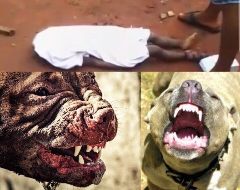HORROR IN NTEJE, ANAMBRA: HOW SCHOOL OWNER'S TEN DOGS DEVOURED 2-YEAR-OLD CHILD