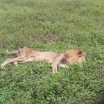 Nekede Zoo is dead by the arrival of Uzodinmas government