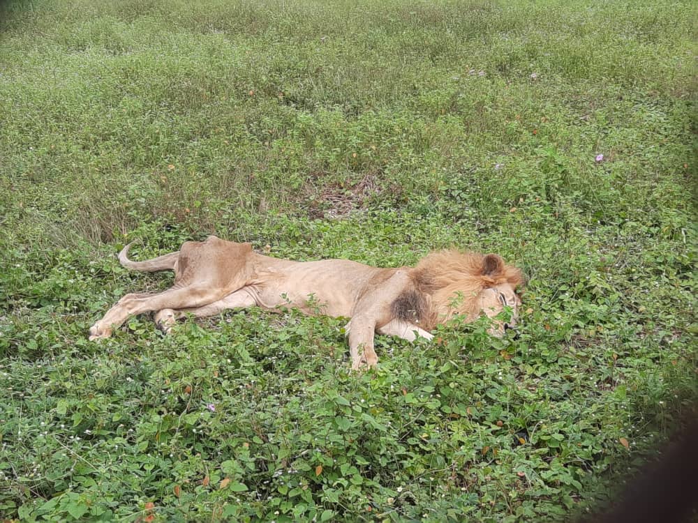 Nekede Zoo is dead by the arrival of Uzodinmas government