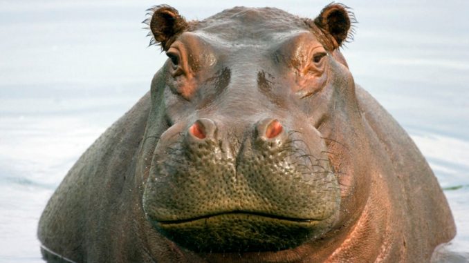 Zoo says its two very runny-nosed hippos have COVID-19
