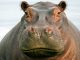 Zoo says its two very runny-nosed hippos have COVID-19