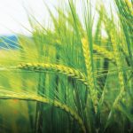 Rice field in Ugbenu