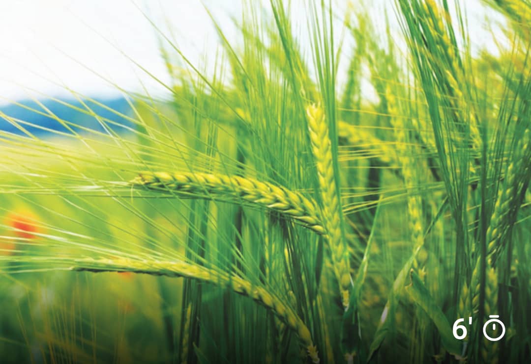 Rice field in Ugbenu