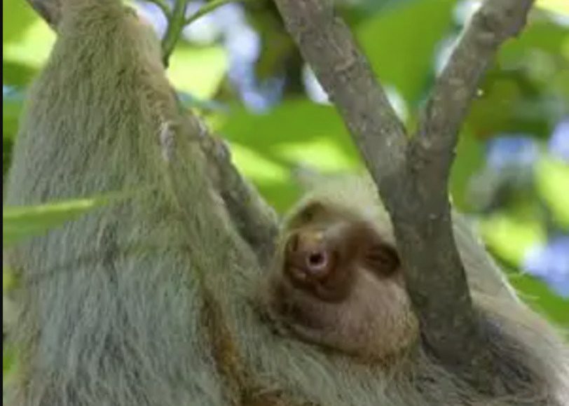Sloth