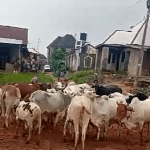 Herds Of Cows Cluster Imo Village Without Rearers In Charge  Watch Video Link