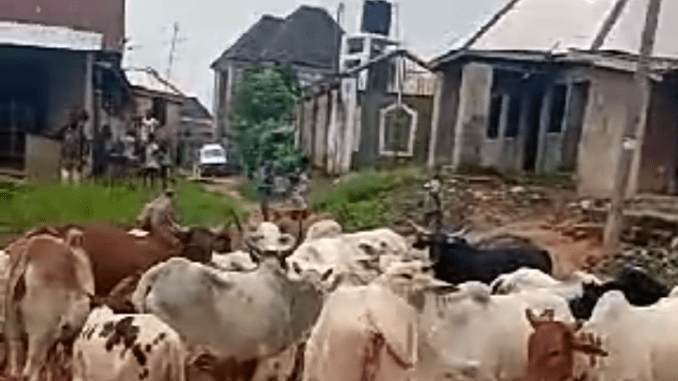 Herds Of Cows Cluster Imo Village Without Rearer(s) In-Charge- (Watch Video Link)