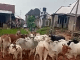 Herds Of Cows Cluster Imo Village Without Rearer(s) In-Charge- (Watch Video Link)