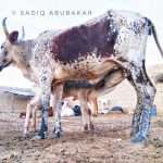 a cow with horns and milk