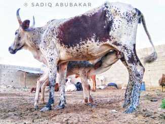 a cow with horns and milk