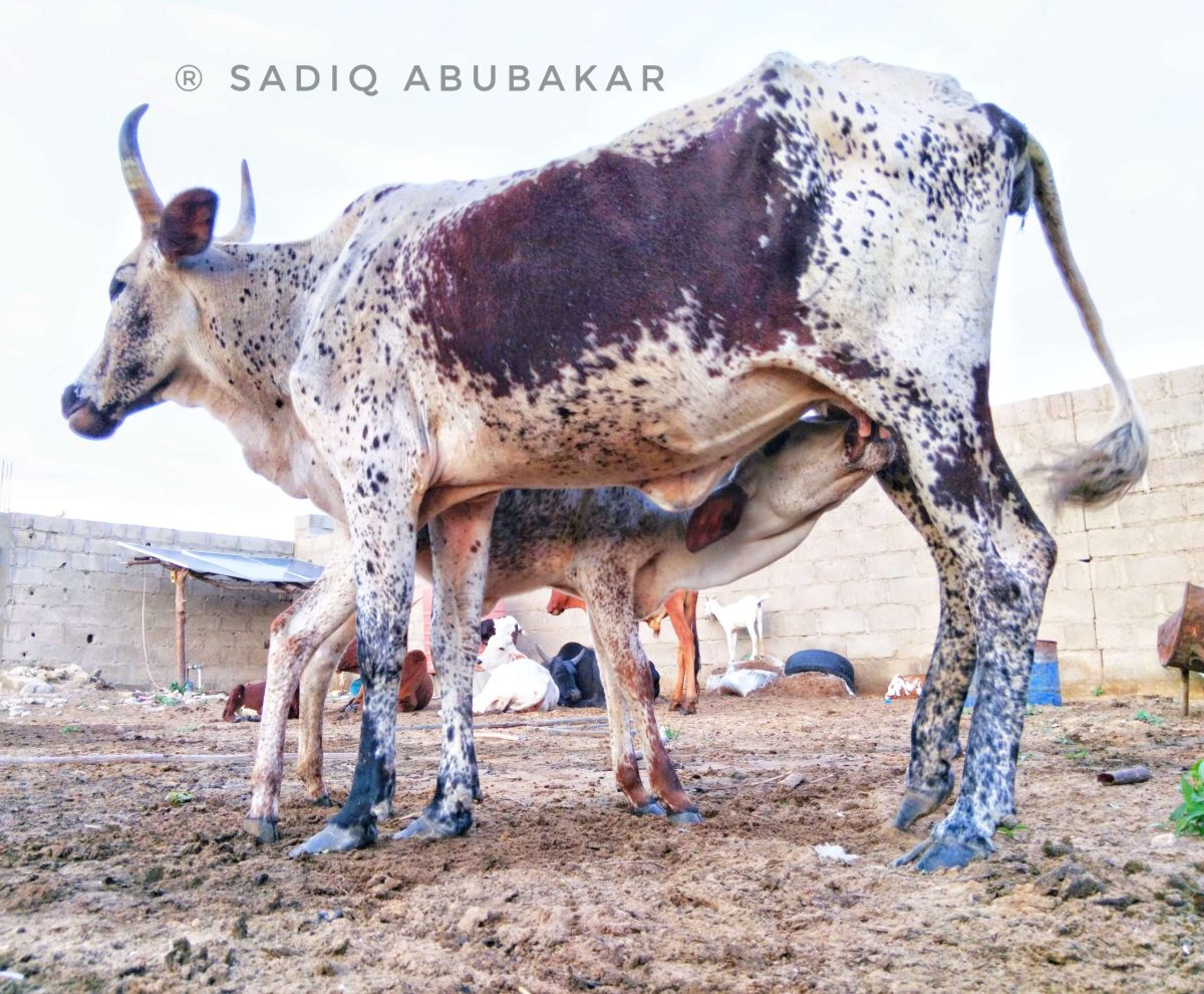 a cow with horns and milk