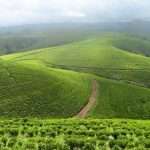 Mambila Plateau of Taraba State