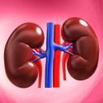 kidney 1030x659 1