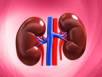 kidney 1030x659 1
