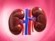 kidney 1030x659 1
