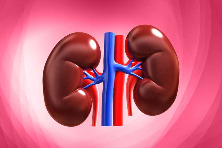 kidney 1030x659 1