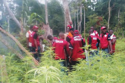 NDLEA operatives on a cannabis farm